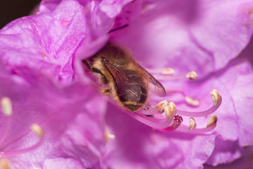 Wall Mural - Closeup of a honey bee on an azalea flower.