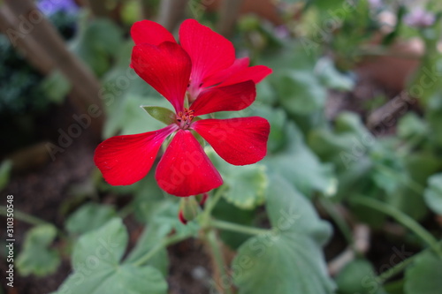 夏の終わりに咲いた赤いゼラニウムの花 Buy This Stock Photo And Explore Similar Images At Adobe Stock Adobe Stock 夏の終わりに咲いた赤いゼラニウムの花 Buy This Stock Photo And Explore Similar Images At Adobe Stock Adobe Stock