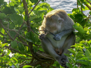 a macaque breaks a pair of glasses at uluwatu temple on bali