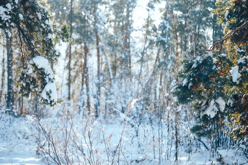 Wall Mural - Winter landscape with frosty trees and bushes white snowy sunny winter day.