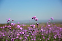 Verbena Purple Flowers In The Garden On Blue Sky, Purple Flower Vintage, Blurred And Soft Background.