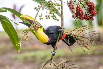 Yellow throated toucan closeup portrait eating fruit of a Palm tree in famous Tortuguero national park Costa Rica