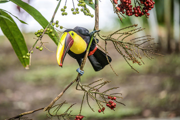 Yellow throated toucan closeup portrait eating fruit of a Palm tree in famous Tortuguero national park Costa Rica