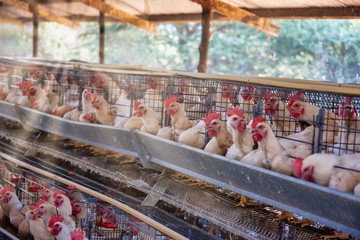 Wall Mural - Hens egg farm