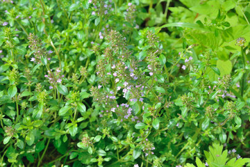 Wall Mural - Herb thyme (Thymus komarovii) 5