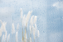 Reed Grass And Water Droplets Gentle Background