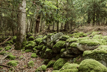 Stones Covered With Moss In Forest