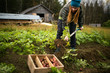 © Johnér - Woman digging potatoes