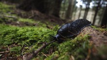 European Black Forest Snail Slug Crawling In The Woods.