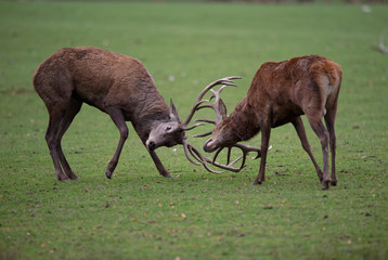 Wall Mural - Combat de cerfs