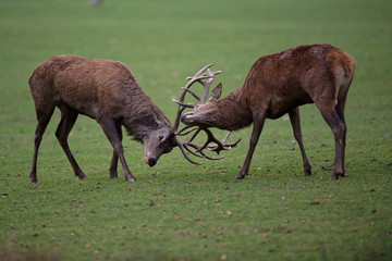 Wall Mural - Combat de cerfs