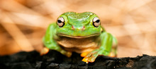 Detailed Closeup Of A Magnificent Tree Frog. Scientific Name Is Litoria Splendida.