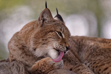 Wall Mural - Lynx boréal