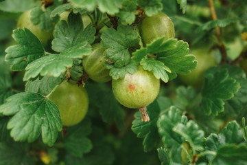 Wall Mural - Fresh green gooseberries on a branch of gooseberry bush in the garden. Close-up view of gooseberries