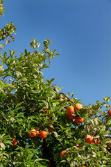 Wall Mural - Ripe tangerines, clementines hanging on the branches and ready for Assembly