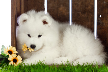 Canvas Print - samoyed dogs puppies isolated on white