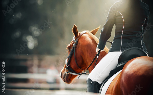 Fotografía A rear view of a sorrel horse with a rider in the saddle, pacing in a paddock next to a white fence and illuminated by rays of sunlight