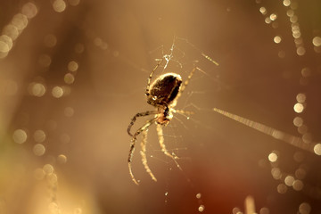 spider on a web with drops