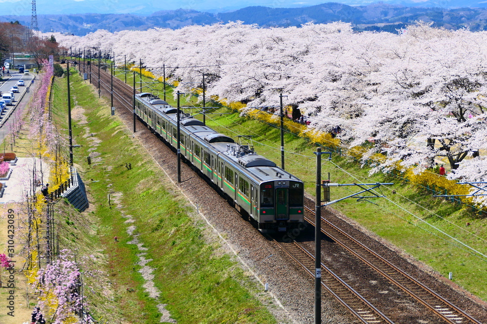 白石川一目千本桜と東北本線 大河原 宮城 日本 ４月中旬 Wall Mural 義美 前田