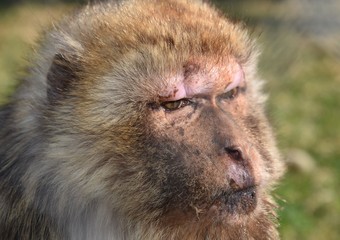 portrait of a lion