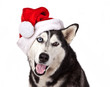 Dog breed siberian husky in red santa claus hat isolated in white