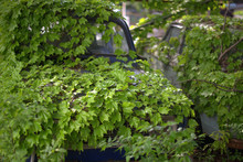 Abandoned Car Almost Entirely Overgrown With Ivy