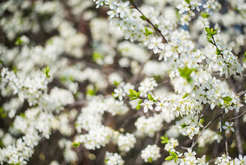 Wall Mural - Bird Cherry Tree with White Little Blossoms. View of blooming Sweet Bird-Cherry Tree in Spring. Springtime flowers.