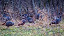 Wild Turkeys In The Woods