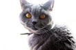 Kot brytyjski british shorthair cat