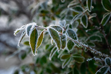 Ukrainian winter weather tales frosted branch ice rime macro photography