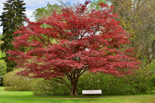 Beautiful Japanese Red Maple Tree In A Public Park And White Bench In The European City Of Baden Baden.