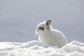 little white rabbit in the snow in winter