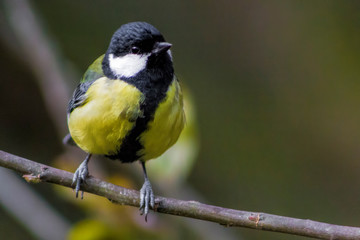 Wall Mural - Great Tit on Branch