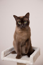 The Burmese Cat At Home.