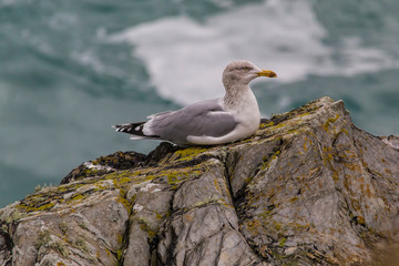 Wall Mural - Seagull on a rock