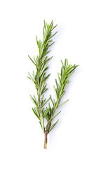 fresh rosemary isolated on white background