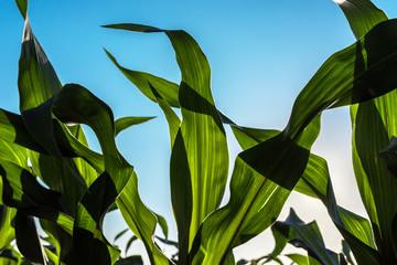 Fotomurales - Green corn maize crop leaves in sunset, close up