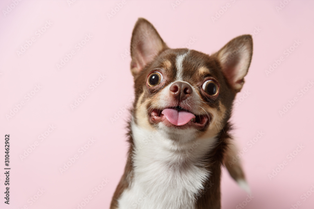 Cute brown mexican chihuahua dog with tongue out isolated on pink background. Dog looking to camera. Copy Space - obrazy, fototapety, plakaty 