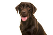 Portrait of a chocolate labrador retriever looking at the camera isolated on a white background