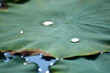 Canvas Print - Beautiful Lotus leaf reflecting with sunset.