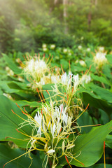 Poster - Blooming Ginger Lily flowers in a tropical forest.