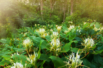 Poster - Blooming Ginger Lily flowers in a tropical forest.