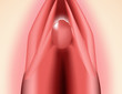 The structure of the vulva. The structure of the clitoris. Female genital organs. Hymen. Infographics. Vector illustration on isolated background.