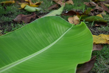 banana leaf on floor