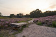 The blooming heather near Gifhorn / Germany in summer