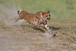 Gepard (Acinonyx jubatus) auf Jagd, Geschwindigkeit, Ostafrika