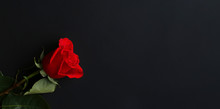 Red Rose On A Dark Background
