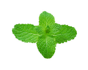 Fresh raw mint leaves isolated on white background  with clipping path