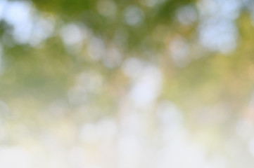 Aufkleber - Abstract green blurred abstract background from foliage under tree sunshine background