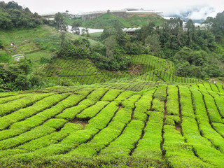 Wall Mural - Tea plantation in Malaysia